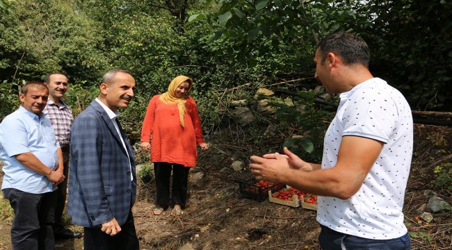 Bolu'daki tarım faaliyetleri