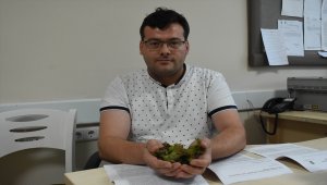Fındığın yara iyileşmesini hızlandırdığı belirlendi