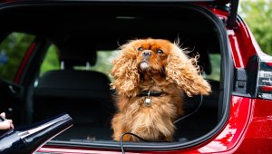 Ford, Dünya Köpek Günü'nü 
