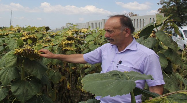 Havza'da ayçiçeği alımı hasat ile başlayacak