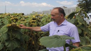 Havza'da ayçiçeği alımı hasat ile başlayacak