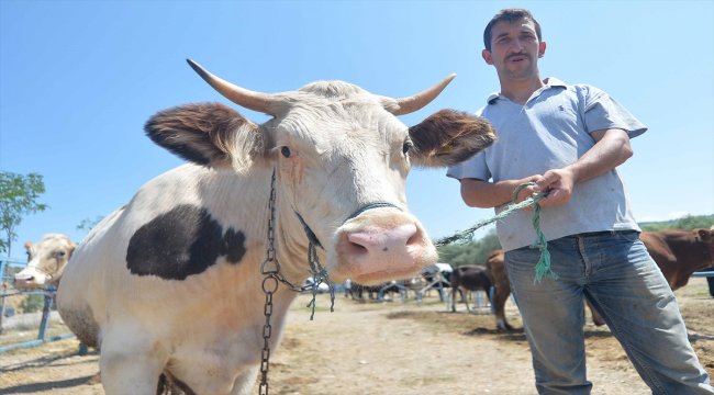 Hayvan pazarlarında kurban hareketliliği