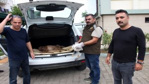 İkizce'de yaralı karaca tedavi altına alındı