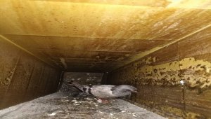 Karabük'te apartman boşluğuna sıkışan güvercin kurtarıldı