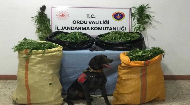 Ordu'da uyuşturucu operasyonu