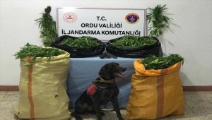 Ordu'da uyuşturucu operasyonu