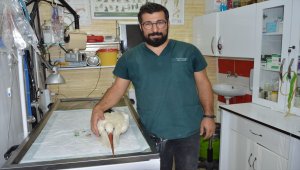 Samsun'da balkona düşen yaralı leylek ameliyat edildi