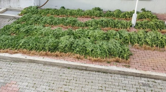 Samsun'da uyuşturucu operasyonu