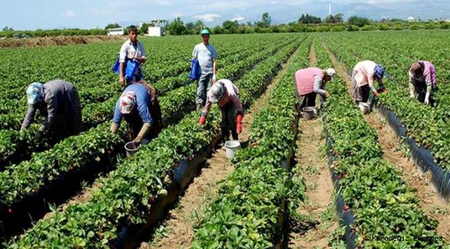 Tarım ÜFE, temmuz ayında geçen yılın aynı ayına göre yüzde 22.83 yükseldi