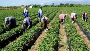 Tarım ÜFE, temmuz ayında geçen yılın aynı ayına göre yüzde 22.83 yükseldi