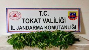 Tokat'ta uyuşturucu operasyonu