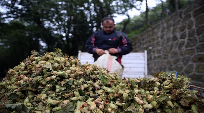 Trabzon'da fındık üreticisi ve işçisi verimden memnun