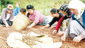 Türkiye, fındıktan hak ettiğini kazanıyor mu?