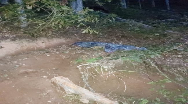 Üzerine ağaç devrilen orman işçisi öldü