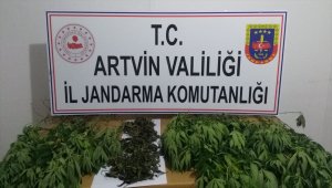 Yusufeli'nde Hint keneviri ele geçirildi
