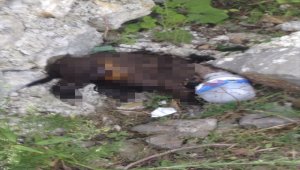 Zonguldak'ta köpeğe işkence iddiası