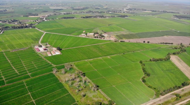 Bafra Ovası'nda damla sulama ile çeltik üretimi