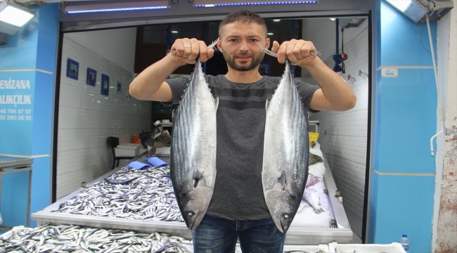 Balıkçılara torik sürprizi