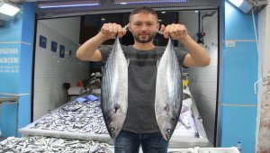 Balıkçılara torik sürprizi
