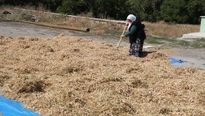 Çamoluk şeker kuru fasulyesinde hasat zamanı