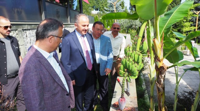 ÇAYKUR'dan muz hasadı