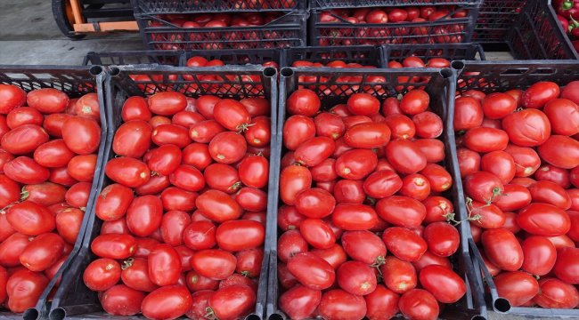 Doğu Karadeniz'den Rusya'ya yaş meyve sebze ihracatı