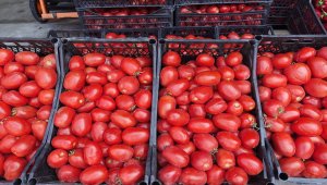Doğu Karadeniz'den Rusya'ya yaş meyve sebze ihracatı