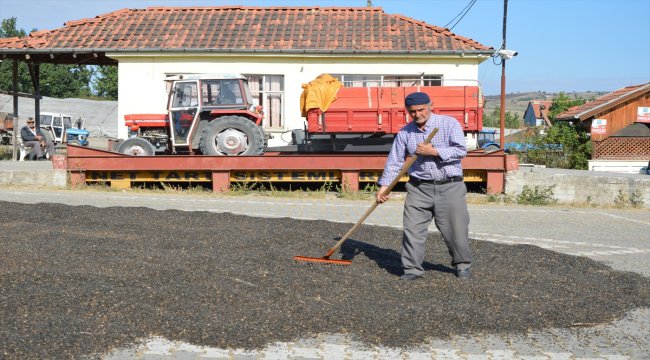 Havza'da ayçiçeği alımı devam ediyor