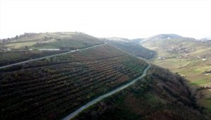 Karadeniz dağları lavanta kokacak