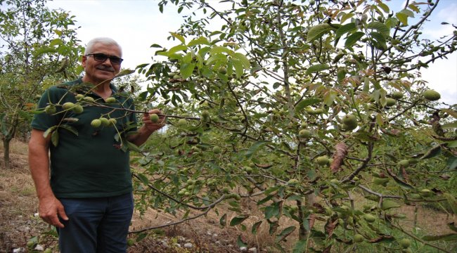 Kayalık araziyi tonlarca toprakla ceviz bahçesine çevirdiler