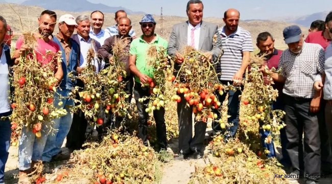 “Tarlada kalan domates, markette 6 liraya dayandı”