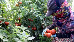 Tokat domatesi ekmek kapıları oldu