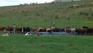 İŞKUR'dan çobanlık akademisi 