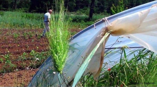 7 Bin Yıllık Buğday Marmaris’te Yetiştirildi