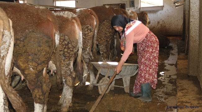 Girdi Maliyetleri Ve DEDAŞ Çiftçiyi Zora Soktu