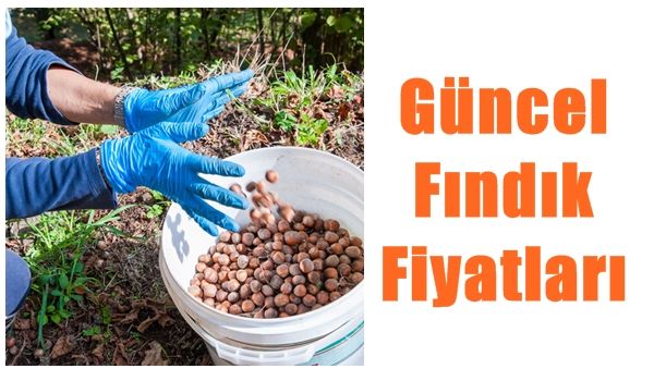 Fındık fiyatlarında son durum!