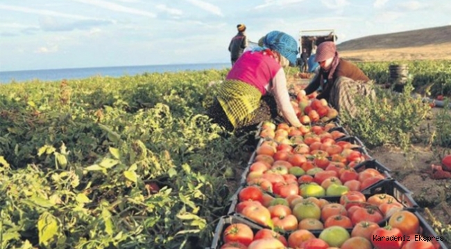 Samsun'da 'TARSİM' kapsamında çiftçiye 13,5 milyon TL devlet desteği