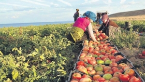 Samsun'da 'TARSİM' kapsamında çiftçiye 13,5 milyon TL devlet desteği