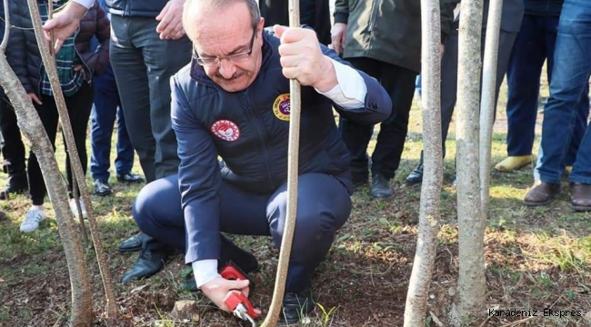 Vali Yavuz, Fındıkta Verimi Artırma Çalışmalarını Yerinde İnceledi 