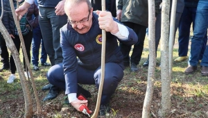 Vali Yavuz, Fındıkta Verimi Artırma Çalışmalarını Yerinde İnceledi 