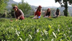BÖLGEMİZ DIŞINDA OLAN ÇAYCILAR MEMLEKETİNE GİDEMİYECEK