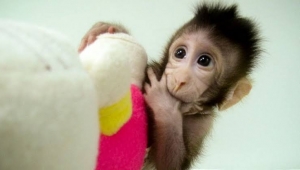 Çin ve Japonya maymunlara akıl dna sı aşılamaya başladı 