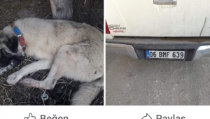 ÇOBAN KÖPEĞİNİ ARAÇLA EZEREK ÖLDÜRDÜ