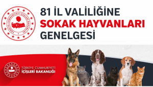 İçişleri Bakanlığından Valiliklere Sokak Hayvanları Genelgesi