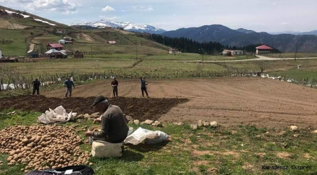 Patates Üreticisi Yaz Ürünlerini Dikimine Başladı 