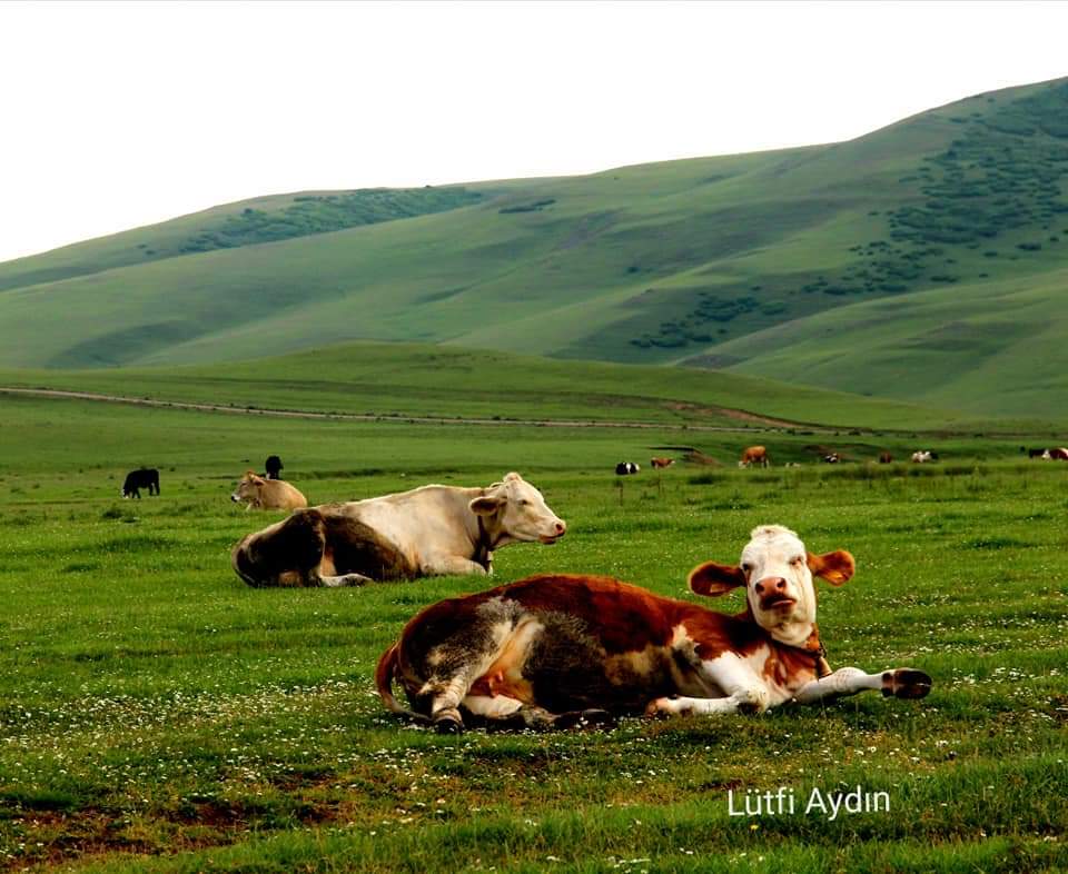 SIĞIRLAR AYNI YERDE OTLUYORLARDI
