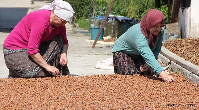 Virüs onları vurmadı: Fındık İhracatı Yüzde 53 Arttı