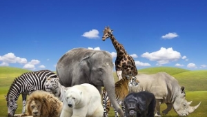 Yeni görülen hastalıkların %60’ı yaban hayvanlarından bulaştı 