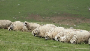 300 koyun projesi devam edecek mi? TİGEM Genel Müdüründen önemli açıklama