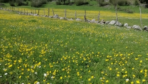 BALARISI BEYNİ:EN GELİŞMİŞ BİLGİSAYARDAN HIZLI